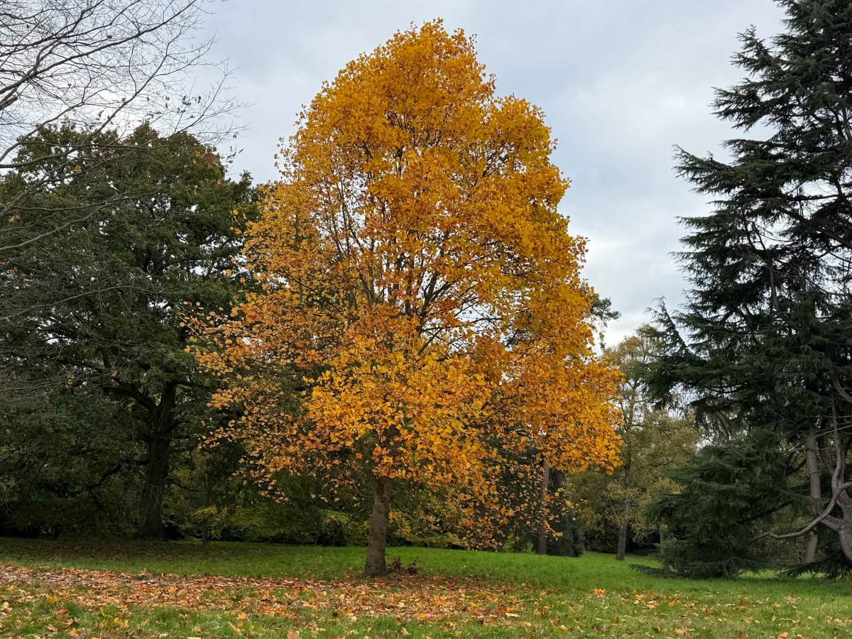 Autumn, Goodness, & Gratitude Post feature image